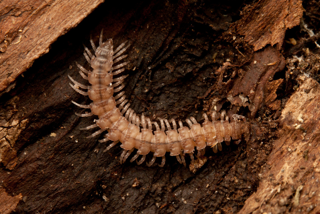 Millipede.jpg