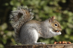 Squirrel eating