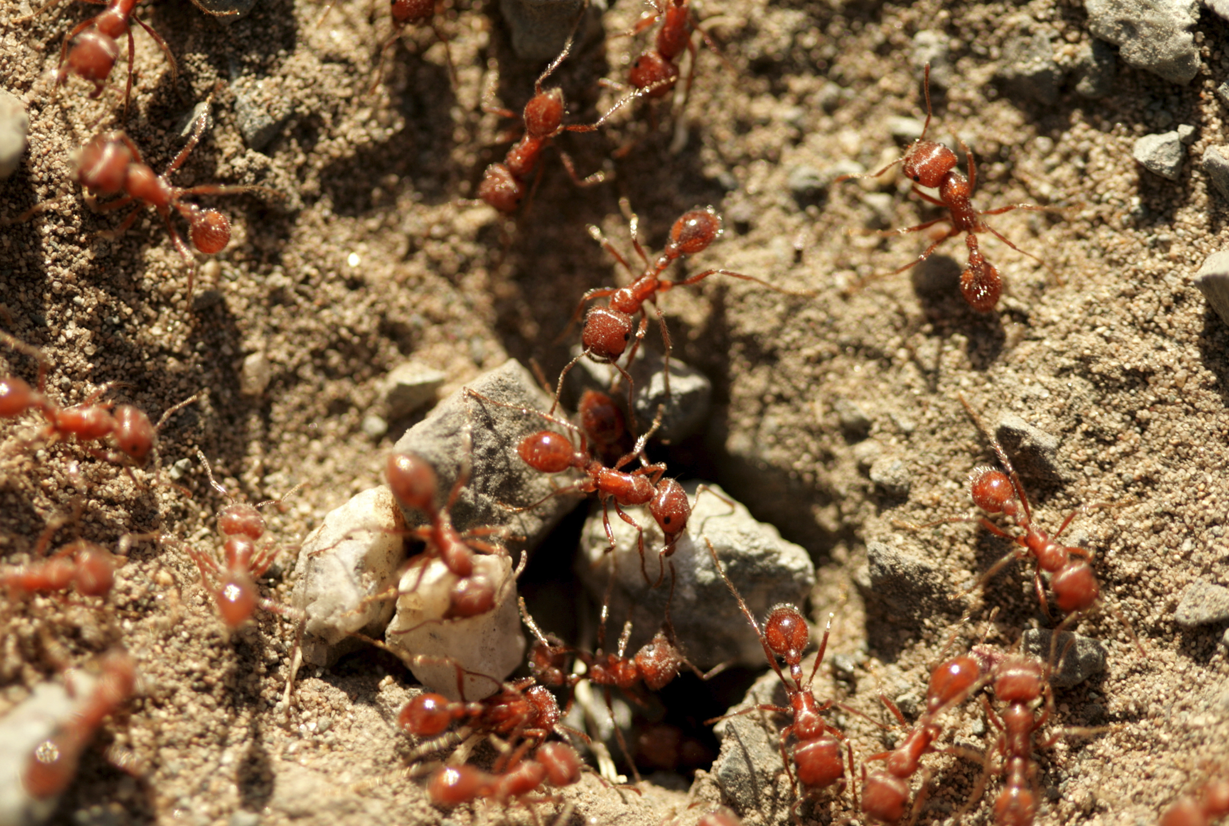 Red imported fire ants crawling in the dirt