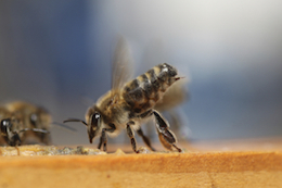 iStock_000012790017Large_bee stinger.jpg