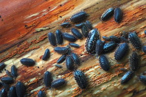 Several pill bugs on a wood surface