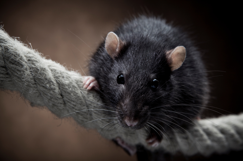iStock_000013025604Small_rat 2.jpg