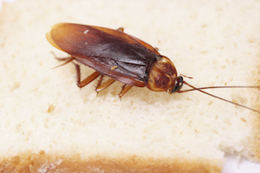 A cockroach and the type of diseases they can spread
