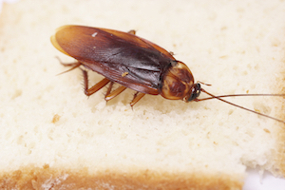American cockroach on a piece of bread
