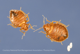 Bed bug male, female and eggs 2.jpg