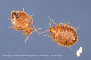 Bed bug male, female and eggs.jpg