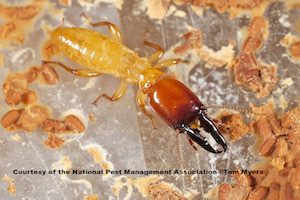 Dampwood Termite - NPMA.jpg
