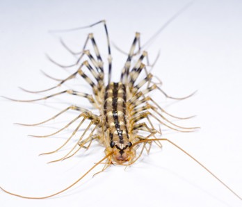 house centipede head no text.jpg