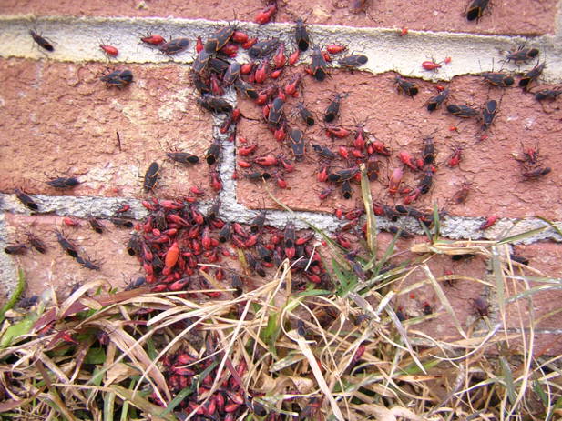 Congregation of boxelder bugs outside on a brick wall