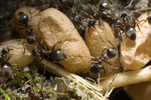 iStock_000000651696Small_black ants with eggs.jpg