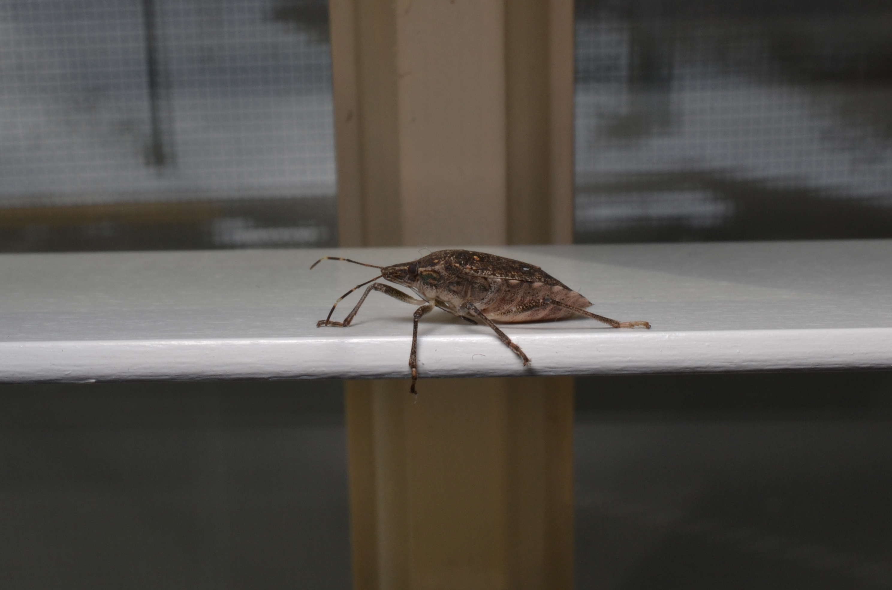 Stink bug on blind.jpg