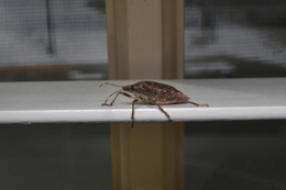 Stink bug on blind 2.jpg