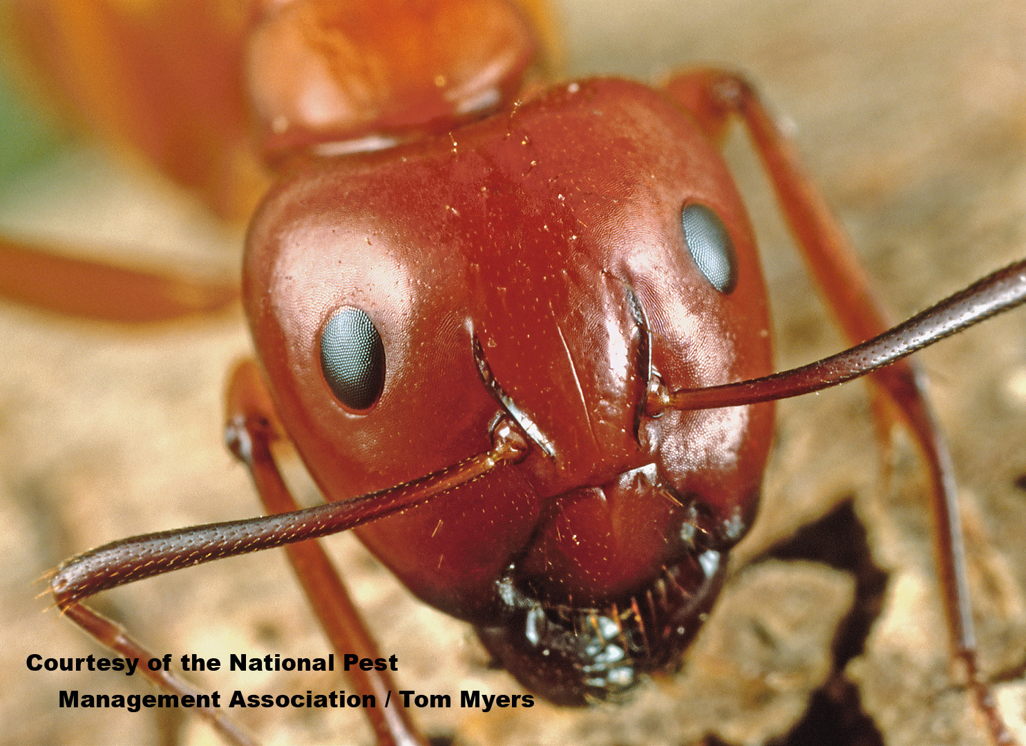 4 Ant Species Every Homeowner Should Be Aware Of