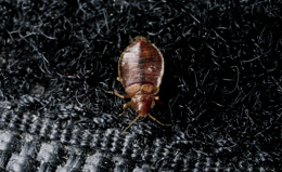 A bed bug crawling on Velcro