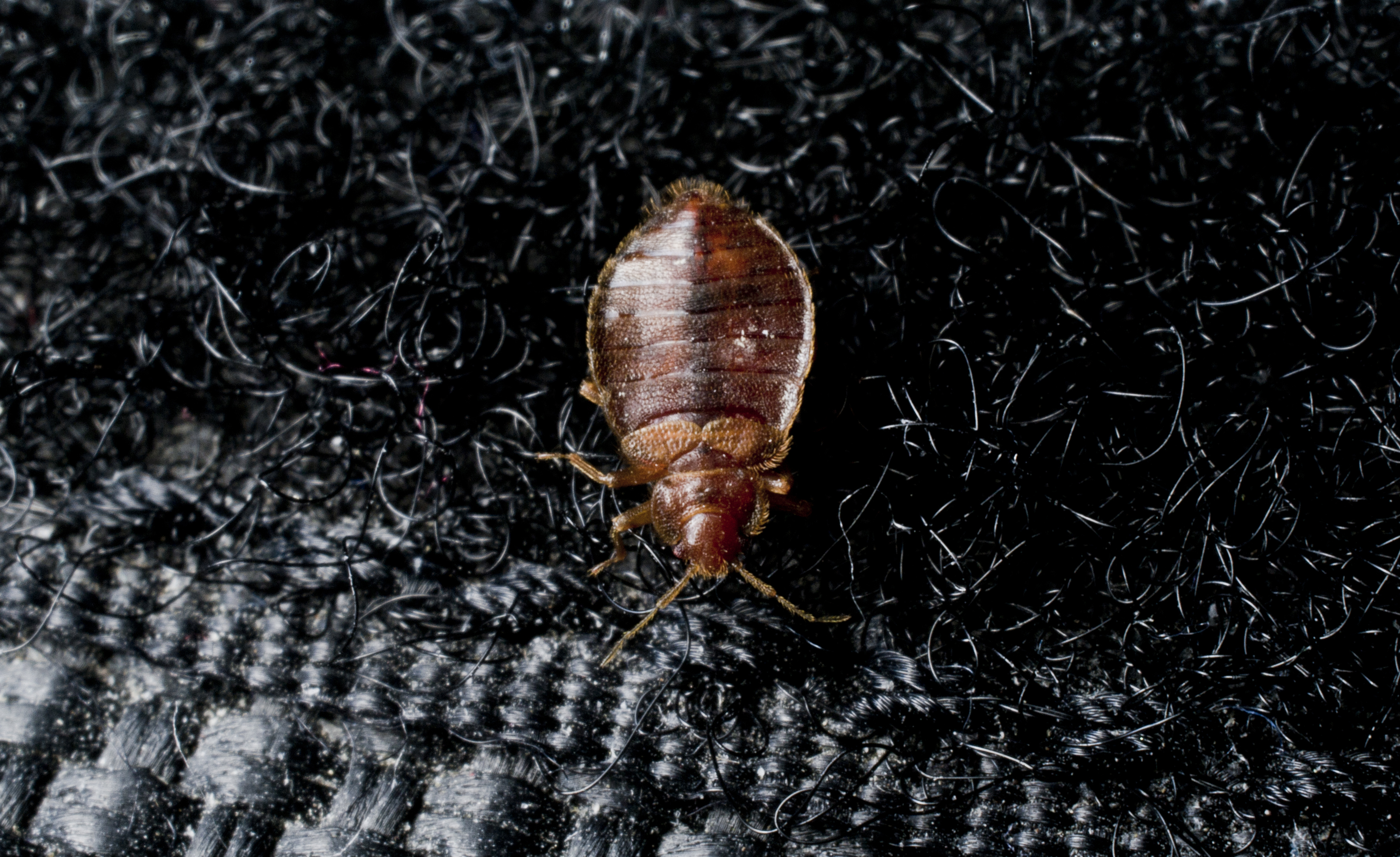 A bed bug crawling on Velcro