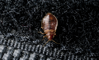 A bed bug crawling on Velcro