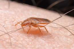 bed bug feeding on skin.jpg