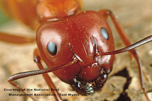 Carpenter Ant_420.jpg