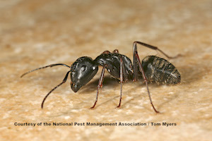 Carpenter Ant IMG_3011.jpg