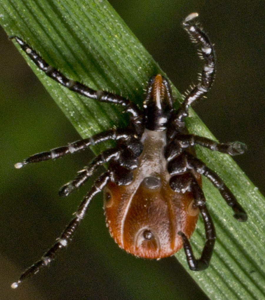 A female blacklegged deer tick