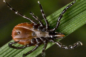 A female blacklegged deer tick