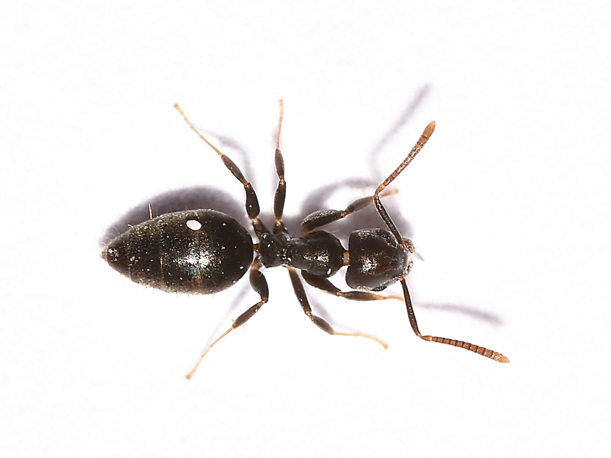 Whitefooted ant.jpg