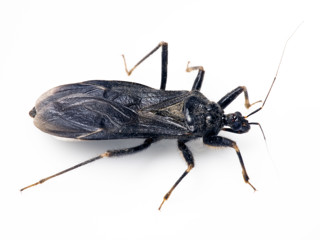 Blemish Insect Pest Control News - Latest News in Pest