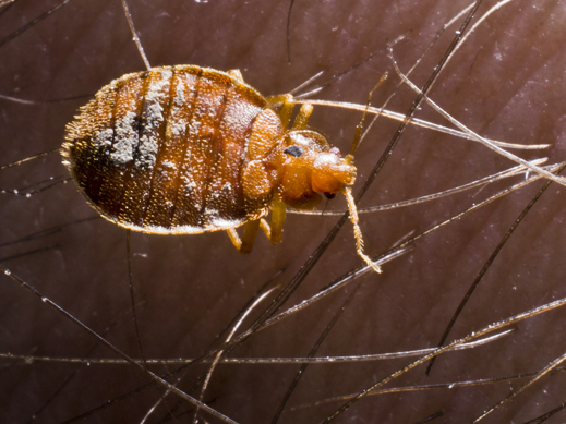 Close up of bed bug on skin