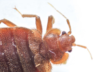 Close-up of bed bug