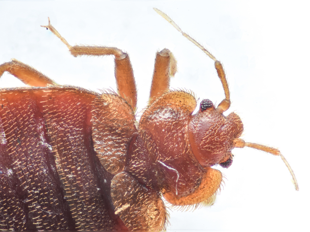 Moota Insect Where Do Bed Bugs Come From? | Learn Tips for Identifying Bed Bugs