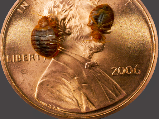 Bed bugs on a penny