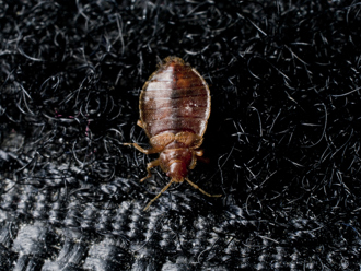 A bed bug crawling on a rug