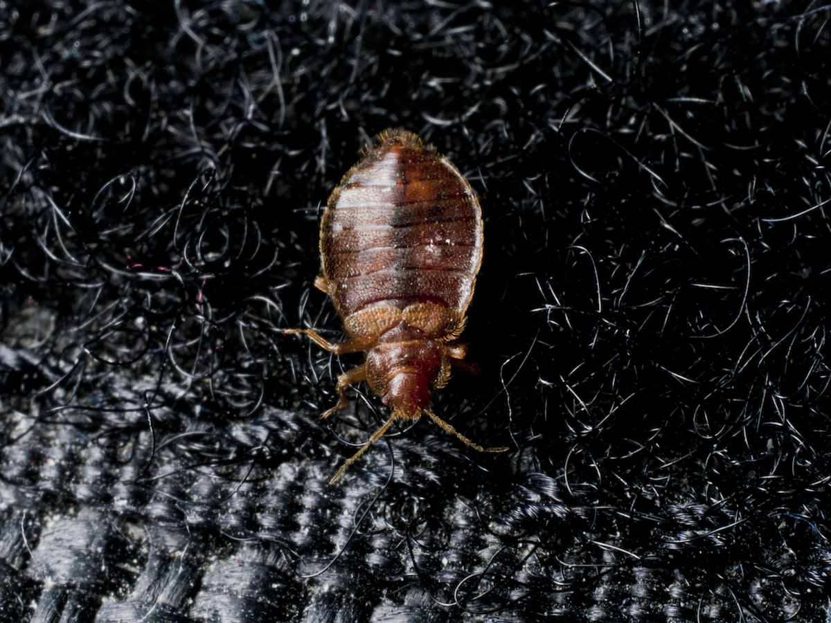 A bed bug crawling on Velcro