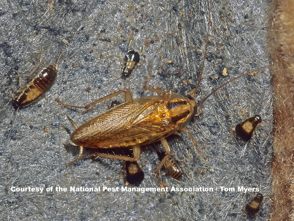 close-up photo of a German cockroach