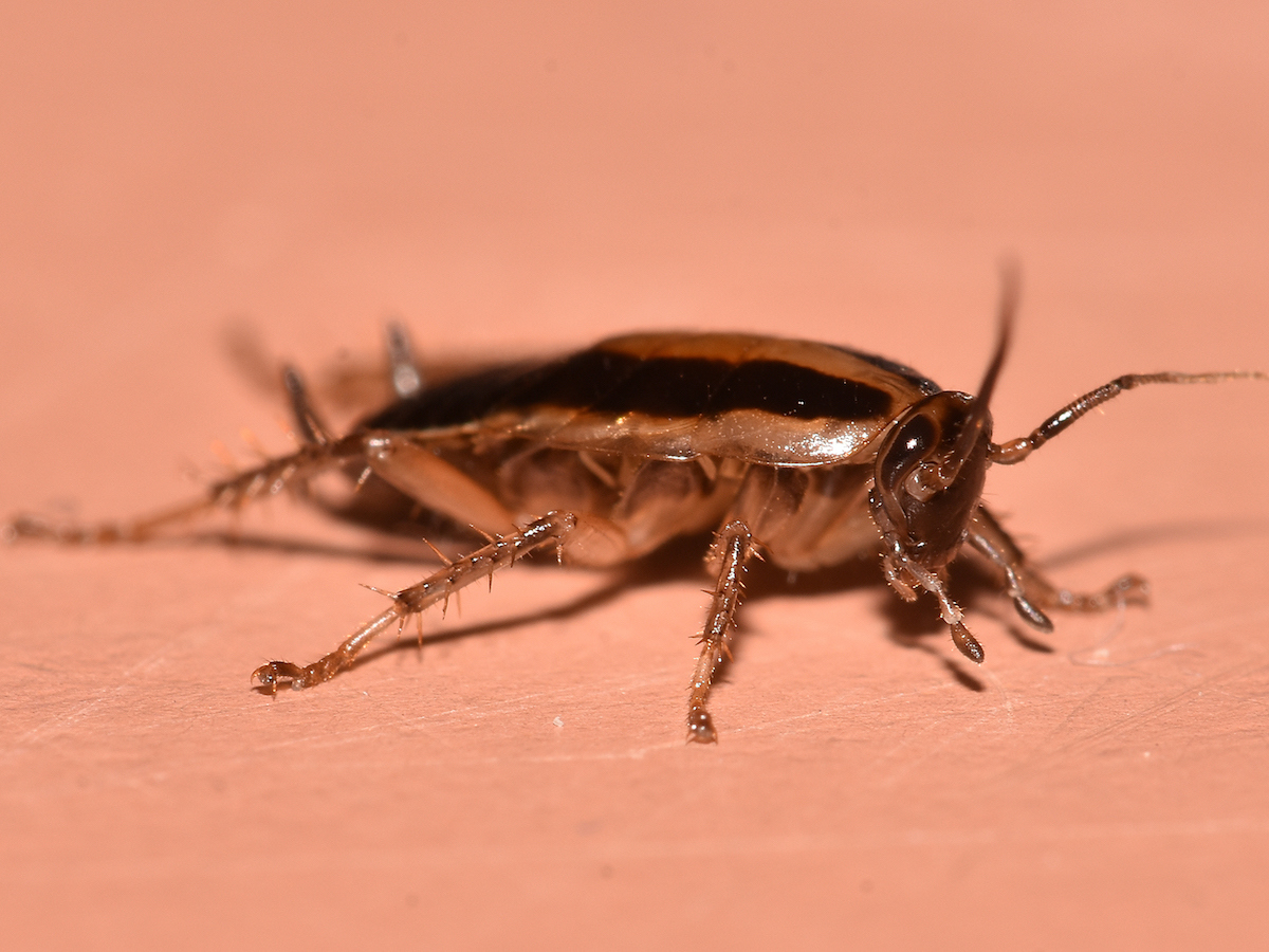 German cockroach 2.JPG