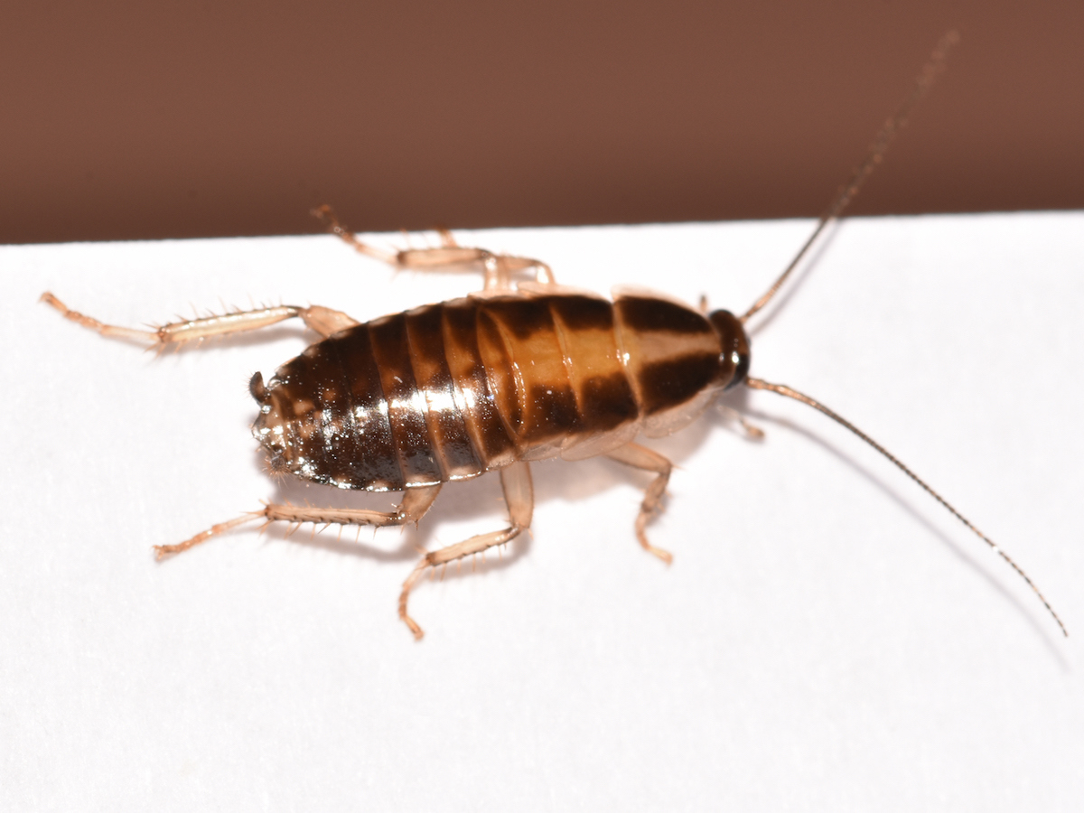 German cockroach nymph 4.JPG