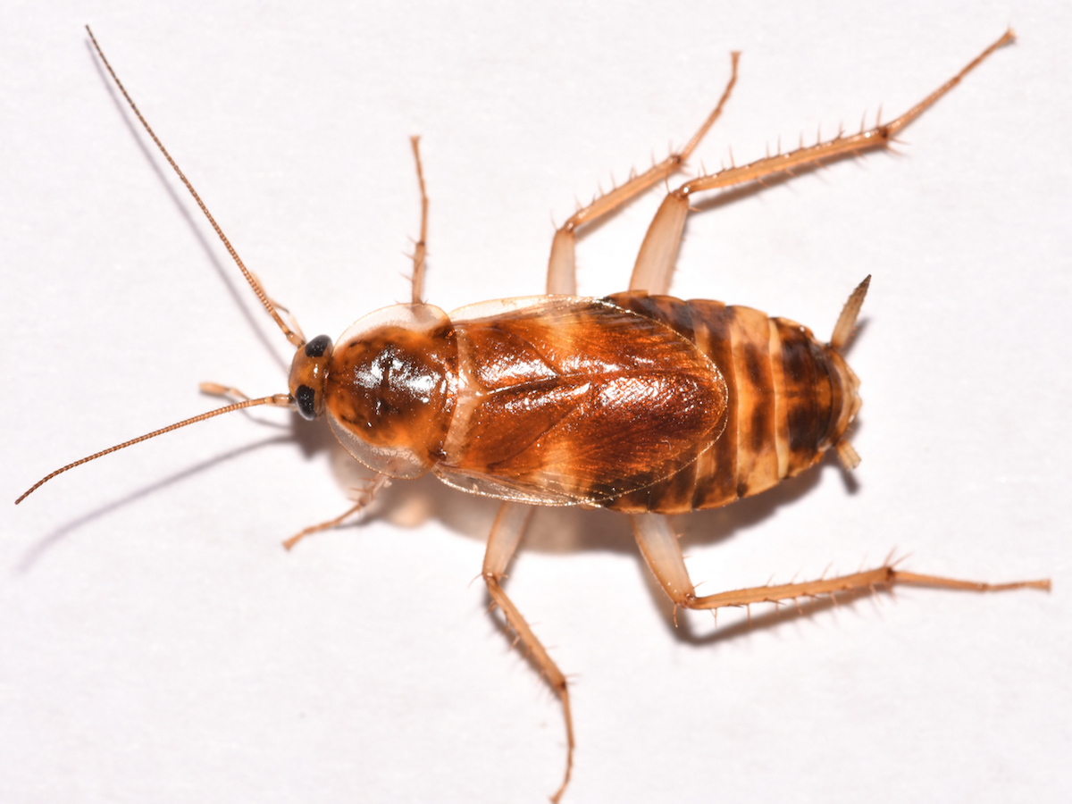 Brownbanded cockroach dorsal 9.JPG