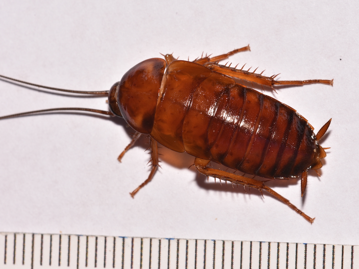 American Cockroaches Control Facts Information