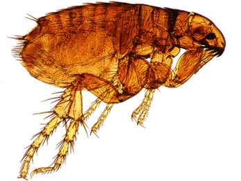 iStock_000002937031Small_microscopic flea.jpg