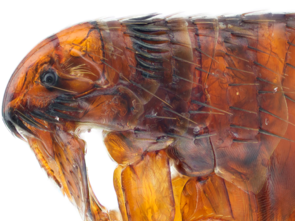 iStock_000012999842Small_cu flea.jpg
