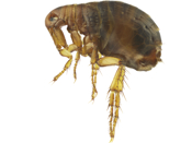 Close-up of a flea