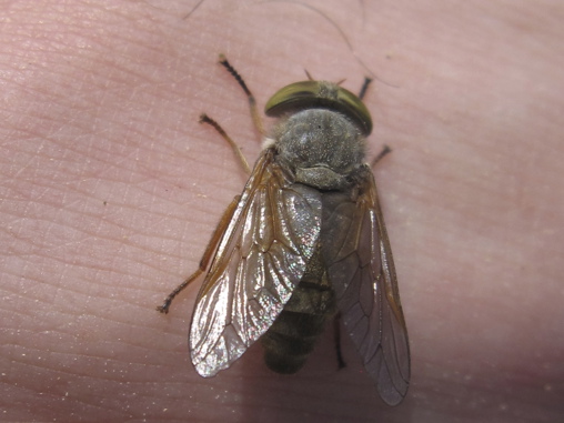 A horse fly biting the skin.