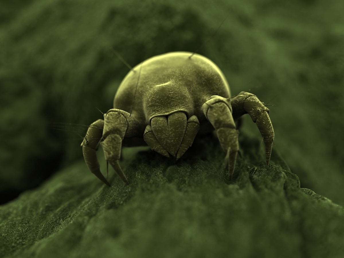 iStock_000006371288Small_green dust mite.jpg