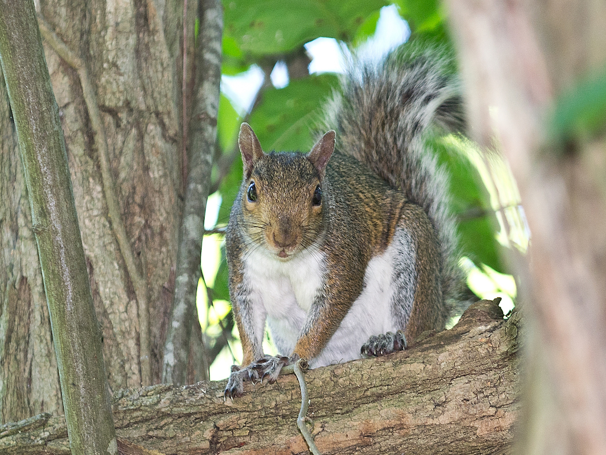 Squirrel on tree looking at camera cropped.jpg