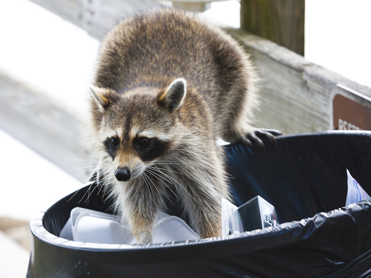 A raccoon standing in a trash can