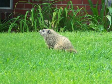 Groundhog sitting in grass