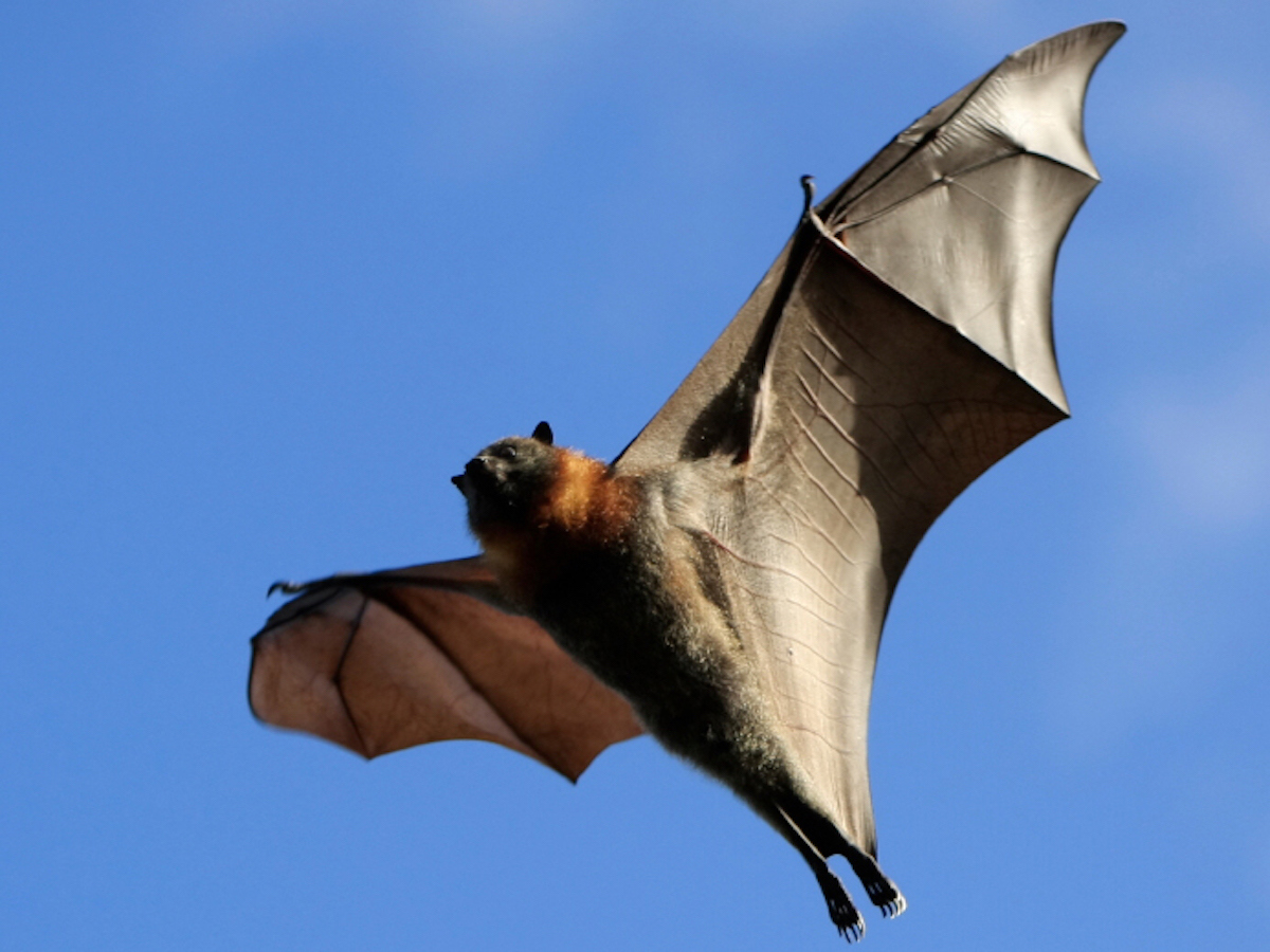 Fruit Bat.jpg