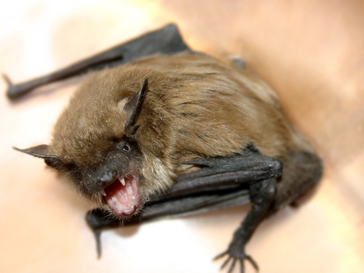 Bat hissing with fangs