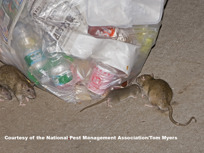 Rats in garbage