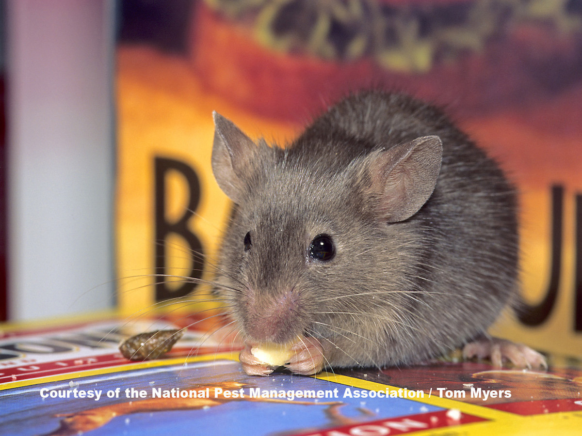 31 House Mouse.jpg
